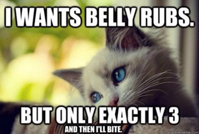 cat belly memes - I Wants Belly Rubs. But Only Exactly 3 And Then I'Ll Bite.