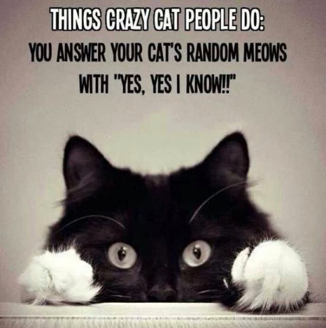 you up - Things Crazy Cat People Do You Answer Your Cat'S Random Meows With "Yes, Yes I Know!!"
