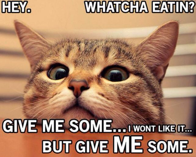 funny cat things - Hey. Whatcha Eatin? Give Me Some...I Wont It... But Give Me Some.