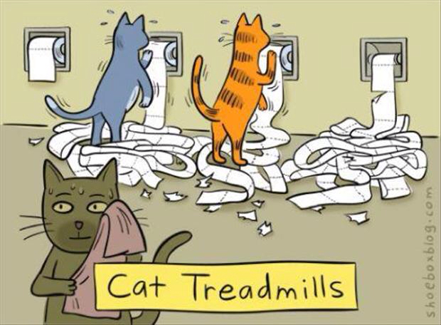 cat treadmills - Cat Treadmills shoeboxblog.com