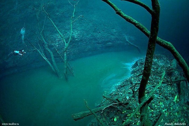 This Underwater River:
In Riviera Maya, is a result of sweet and salty waters mixing.