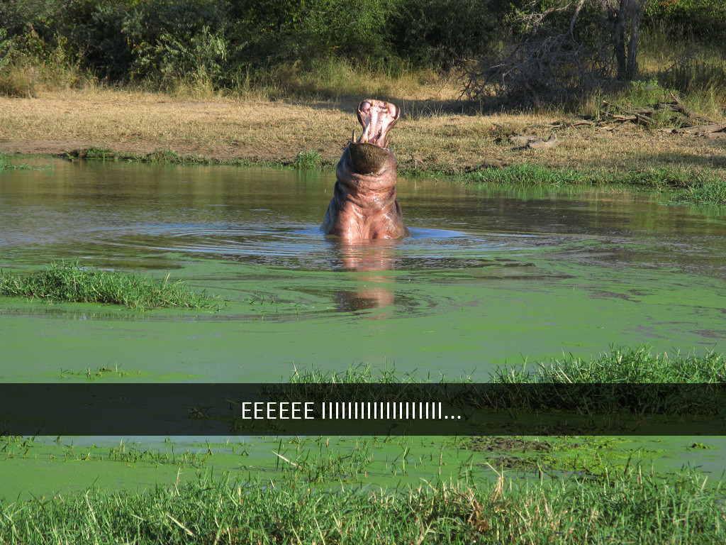 hippo snapchat will always love you animal meme hippo - He Eeeeee 11|||||||||||||||Ii...