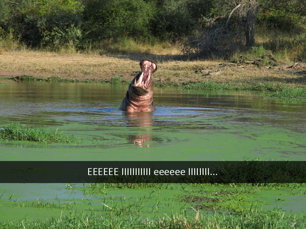 hippo snapchat hippo singing i will always love you - Eeeeee ||||||||||| eeeeee ||||||Ii...