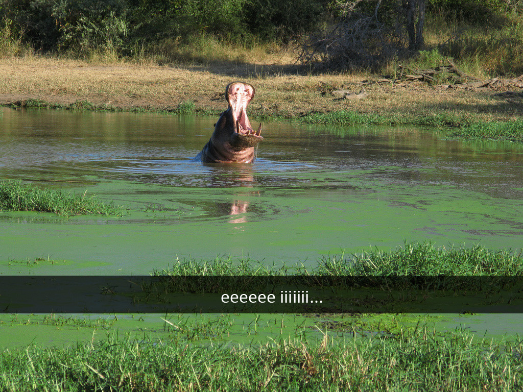 hippo snapchat will always love you animal meme hippo