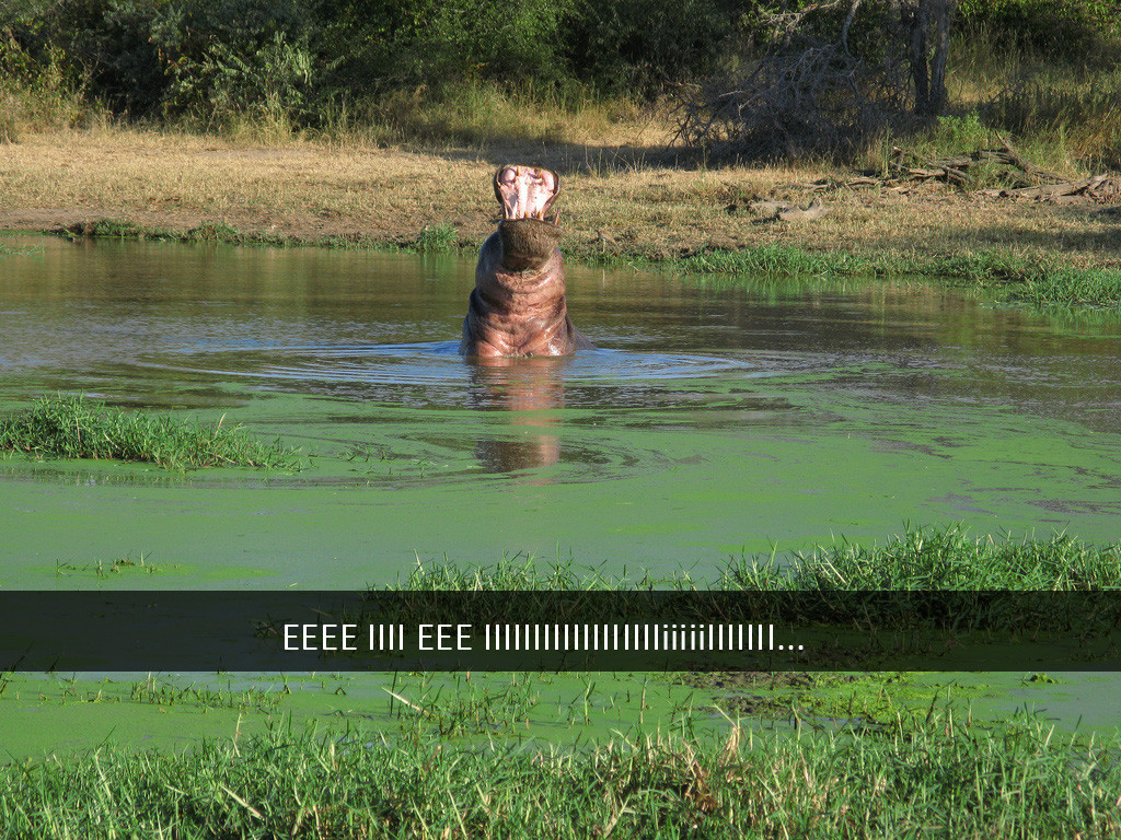 hippo snapchat will always love you animal meme hippo - Eeee Iiii Eee |||||||||||||
