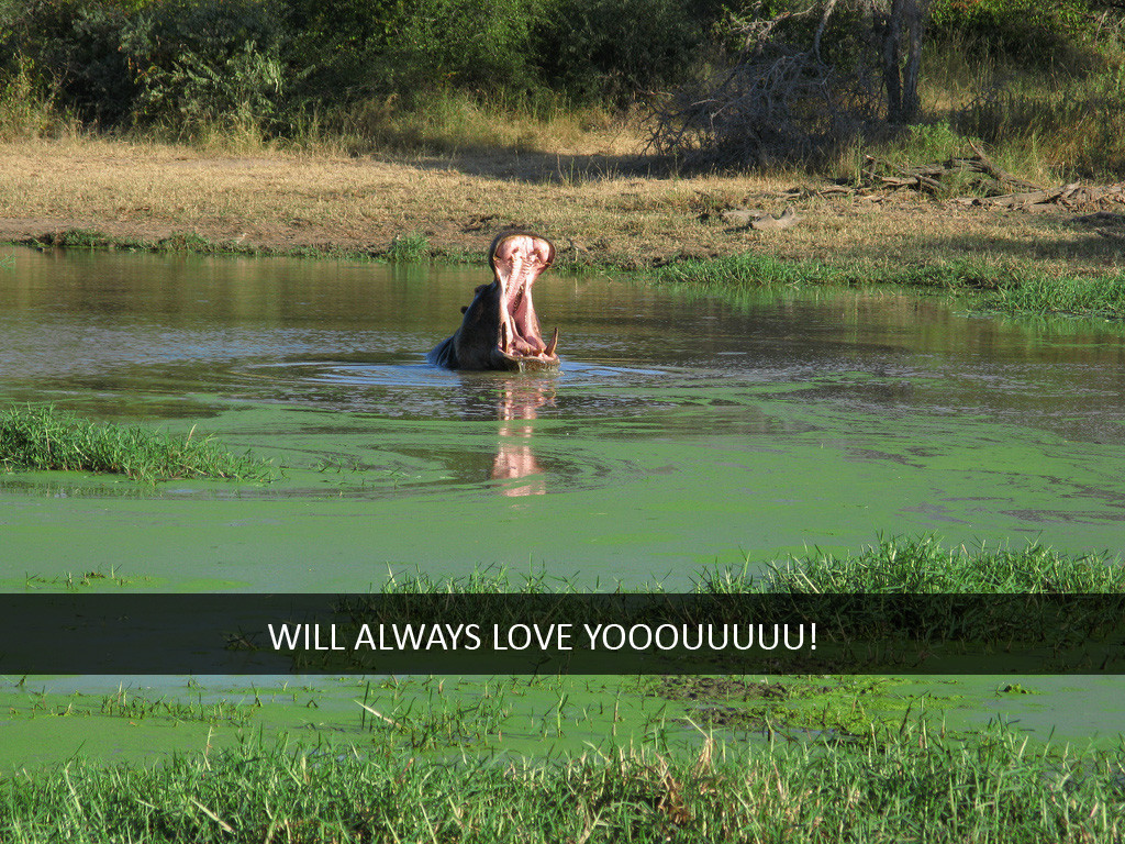 hippo snapchat will always love you animal meme hippo - Will Always Love Yooouuuuu!