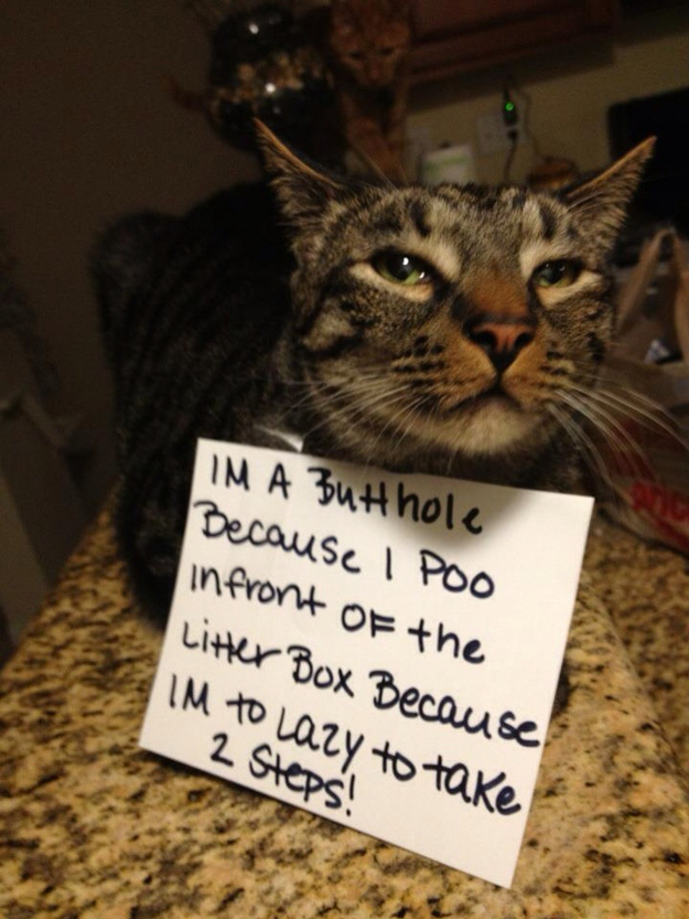 24 Best Pictures Of Cat Being A**holes