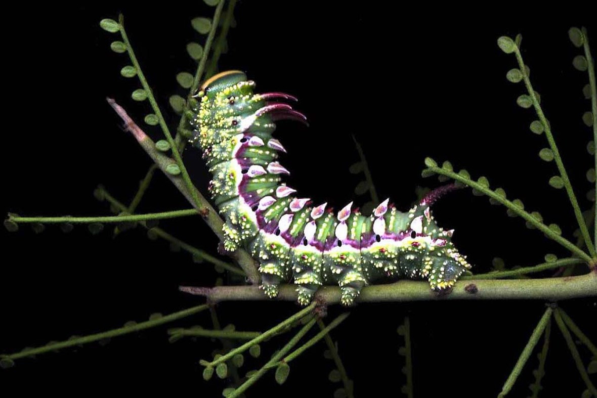 Hubbard's Silk Caterpillar