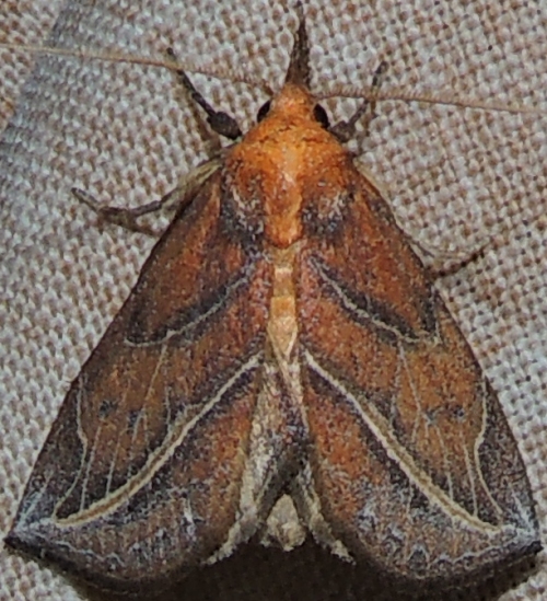 Curve-Lined Owlet Moth