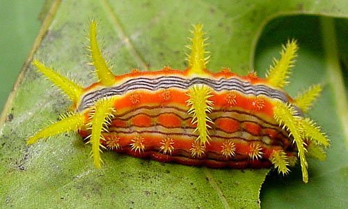 Great Orange Tipped Caterpillar