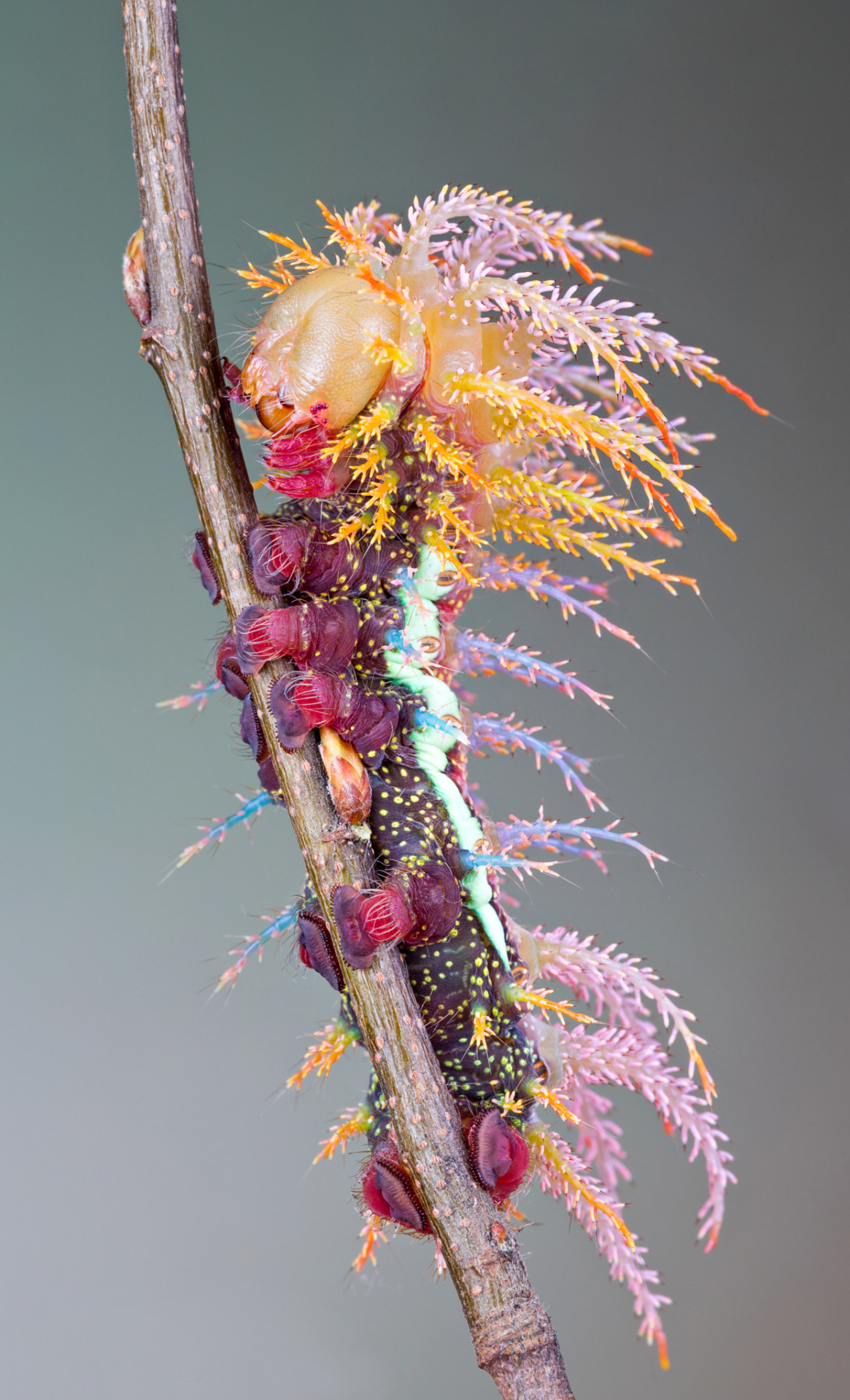 Saturniidae Caterpillar