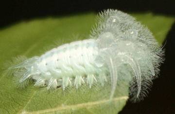 The Spun Glass Caterpillar