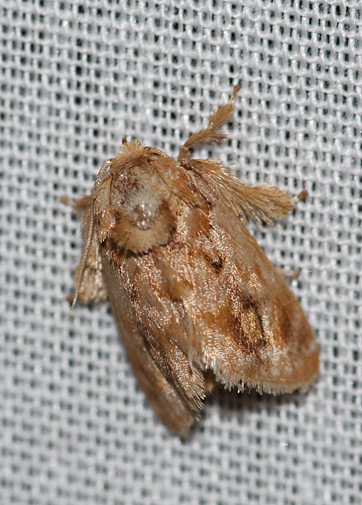 The Spun Glass Moth