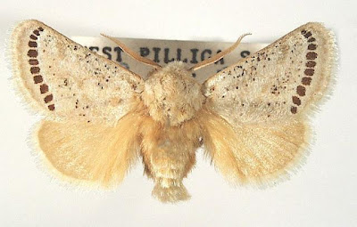 Wattle Cup Moth