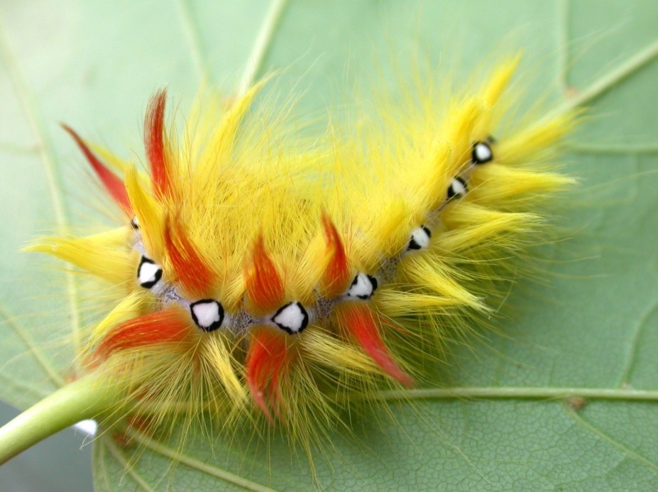 Sycamore Caterpillar