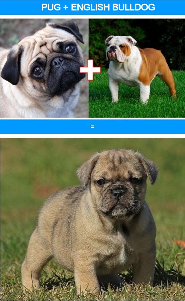 10 Ridiculous Dog Cross-Breeds