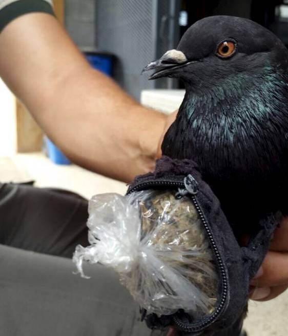 He was trying to smuggle in drugs. Apparently it is a big problem in Costa Rica cause they also caught other trained animals trying to do the same, cat and an iguana to name a few.