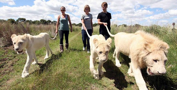 Protea Hotel Ranch Resort in the country Africa offers a walk with lions. You literally take a lion for a walk, but remember lions killed 70 people in Tanzania in just one year so listen to the trainer that accompanies you.