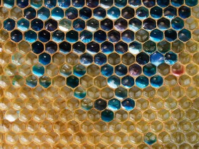 A beekeeper was shocked when he saw this- the honey he was about to harvest was blue.
