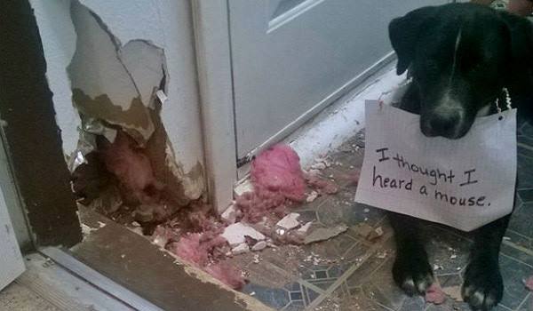 13 Dogs Doing Bad Bad Things