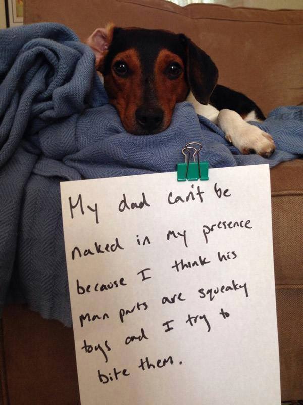 13 Dogs Doing Bad Bad Things