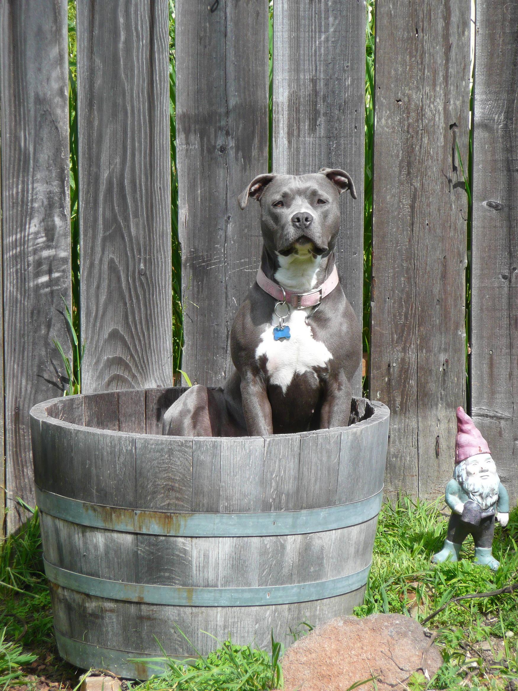 This pitbull is making wine crushing grapes to make you drink and drive.