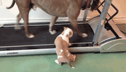 This dog is getting fit to chase humans obviously.
