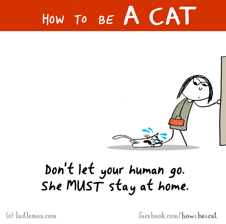 27 Reasons Why Cats Are A**holes