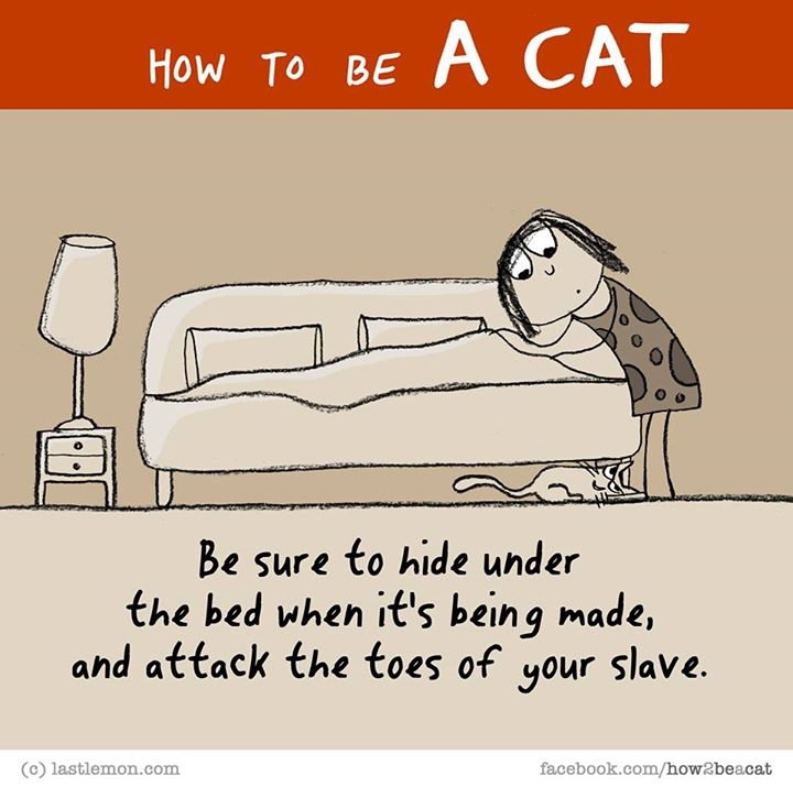 27 Reasons Why Cats Are A**holes