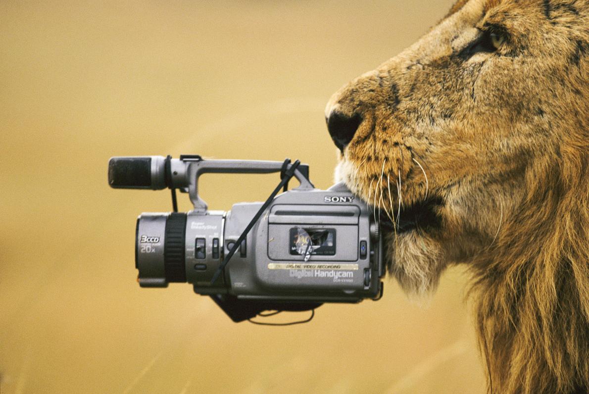 "No, lion. You can keep the camera."