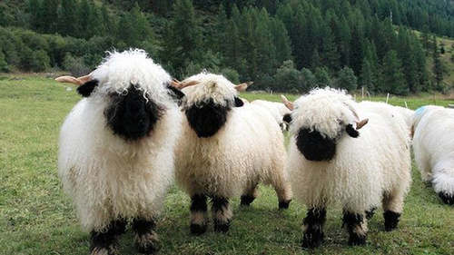 valais black faced sheep