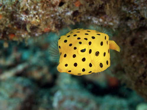 cute boxfish