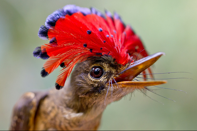 amazon royal flycatcher