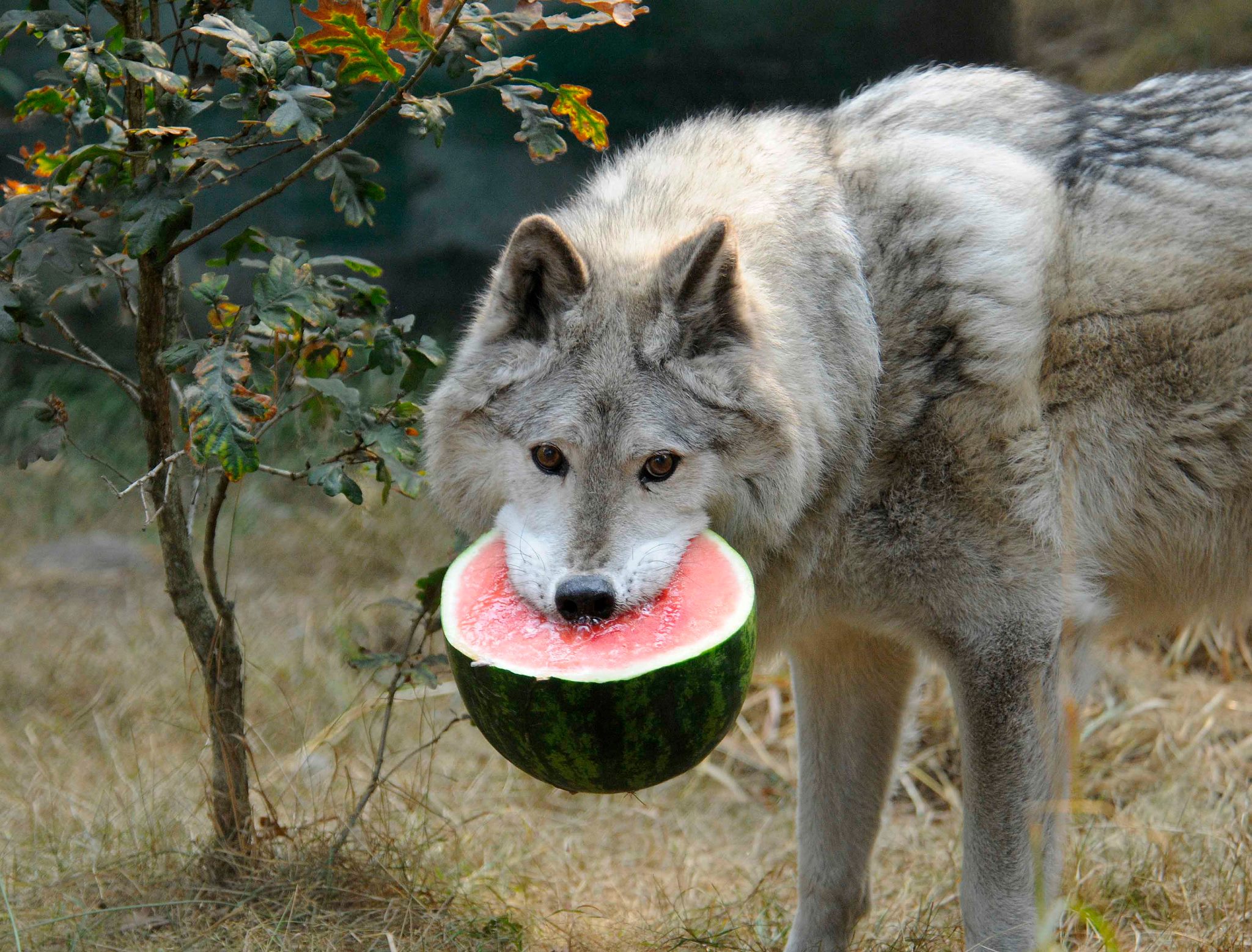 Wolf Eating A Watermelon Creates A Stir On The Net