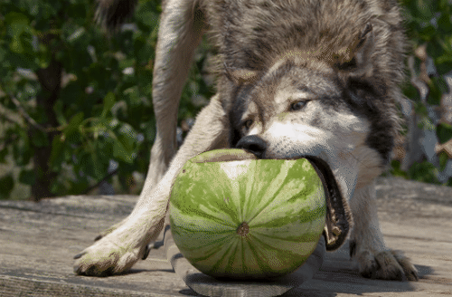 Watermelon fighting for its life while being eaten by a wolf?