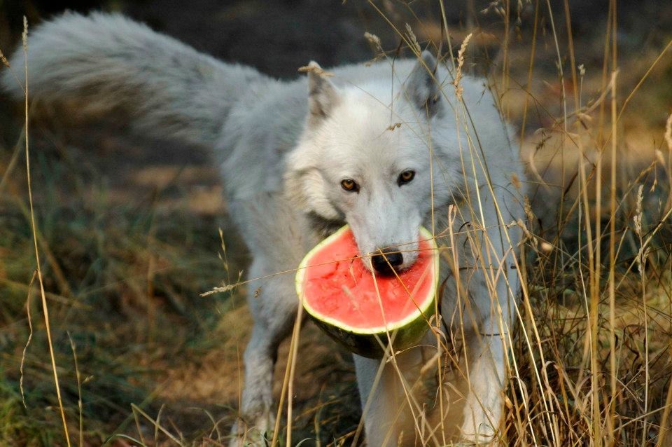 Wolf Eating A Watermelon Creates A Stir On The Net