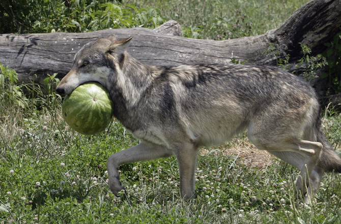 Wolf carrying dead watermelon to its den.