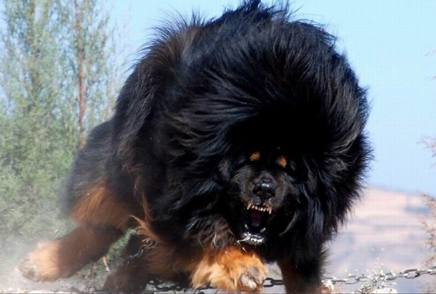 Tibetan Mastiff.