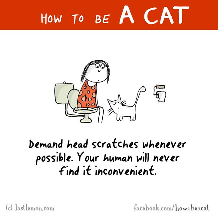 25 Reasons Why Cats Secretly Hate Humans