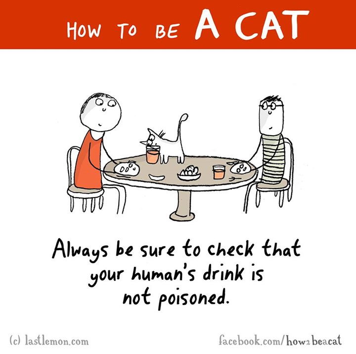 25 Reasons Why Cats Secretly Hate Humans