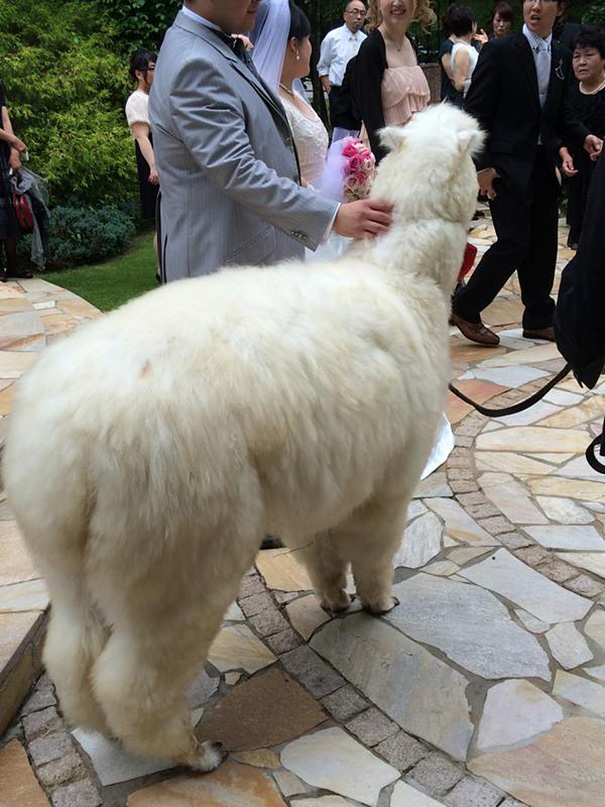 Yes. This is a new thing in Japan- you can rent an Alpaca for a wedding guest 9not groom or bride mind you).