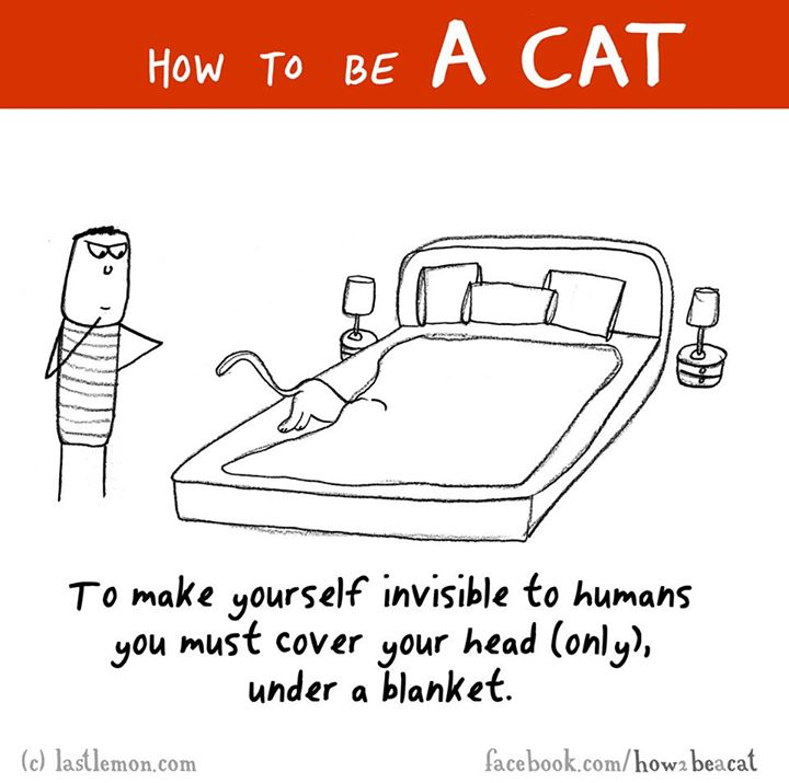 How To Be To make yourself invisible to humans you must cover your head only, under a blanket. c lastlemon.com facebook.comhow2 beacat