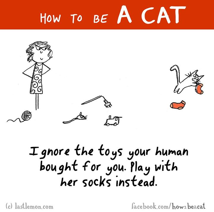cartoon - How To Be A Cat Ignore the toys your human bought for you. Play with her socks instead. c lastlemon.com facebook.comhow2 beacat
