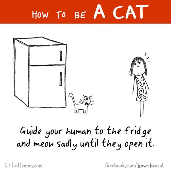 How To Be A Cat Guide your human to the fridge and meow sadly until they open it. c lastlemon.com facebook.comhow2 beacat