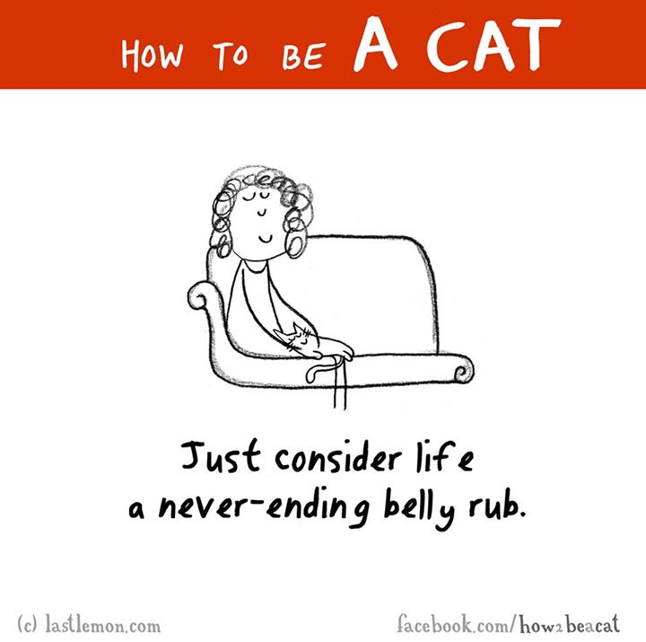 human behavior - How To Be Just consider life a neverending belly rub. c lastlemon.com facebook.comhowa beacat