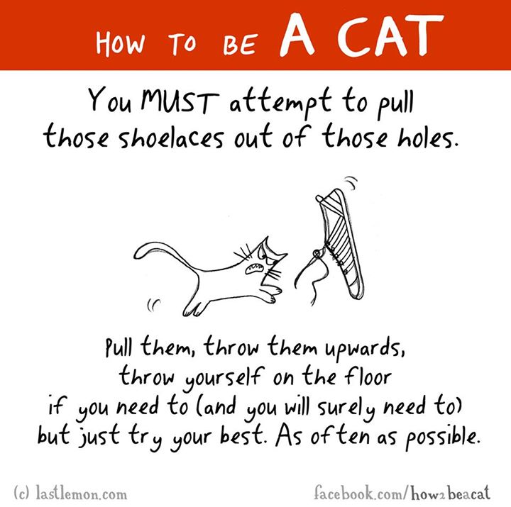 animal - How To Be A Cat You Must attempt to pull those shoelaces out of those holes. Pull them, throw them upwards, throw yourself on the floor if you need to and you will surely need to but just try your best. As often as possible. c lastlemon.com…
