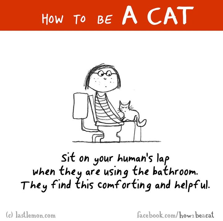 cartoon - How To Be A Cat sit on your human's lap when they are using the bathroom. They find this comforting and helpful. c lastlemon.com facebook.comhow2 beacat