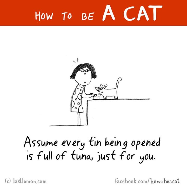 cartoon - How To Be A Cat How To Be Assume every tin being opened is full of tuna, just for you. c lastlemon.com facebook.comhowz beacat