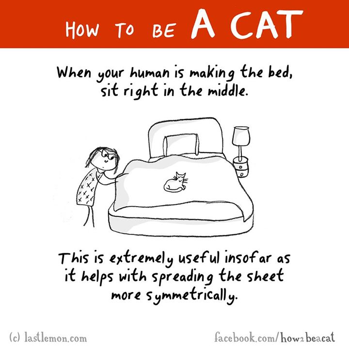 cartoon - How To Be A Cat When your human is making the bed, sit right in the middle. This is extremely useful insofar as it helps with spreading the sheet more symmetrically. c lastlemon.com facebook.comhow2 beacat