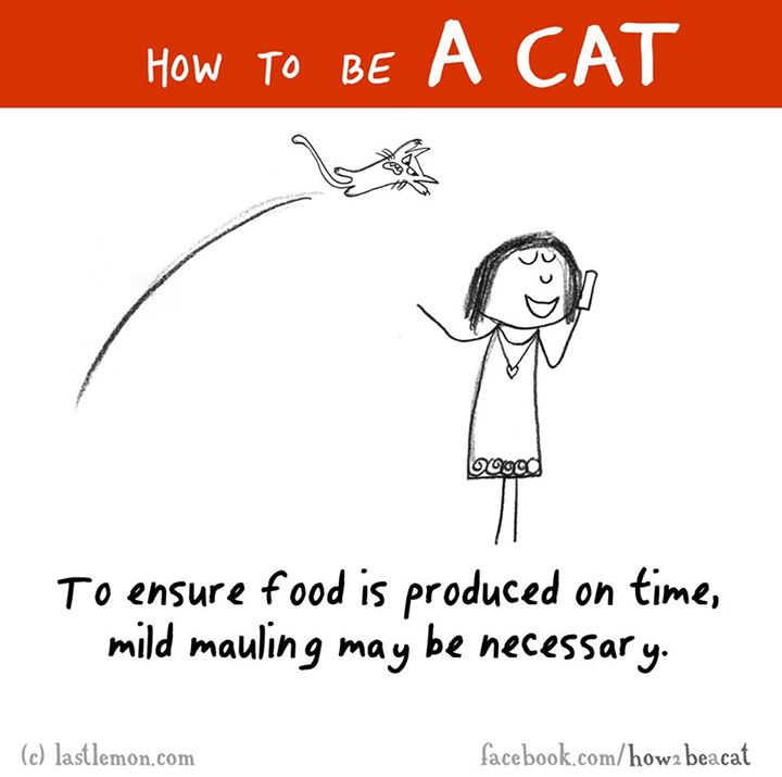 cartoon - How To Be A Cat boood To ensure food is produced on time, mild mauling may be necessary. c lastlemon.com facebook.comhow2 beacat